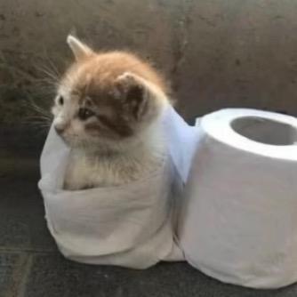 一只猫
