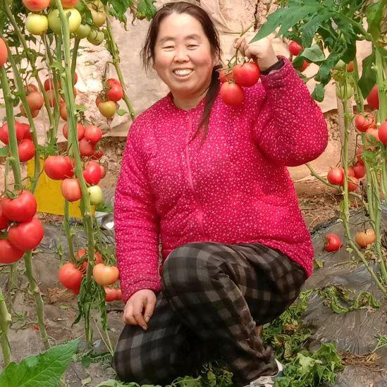 洋柿子
