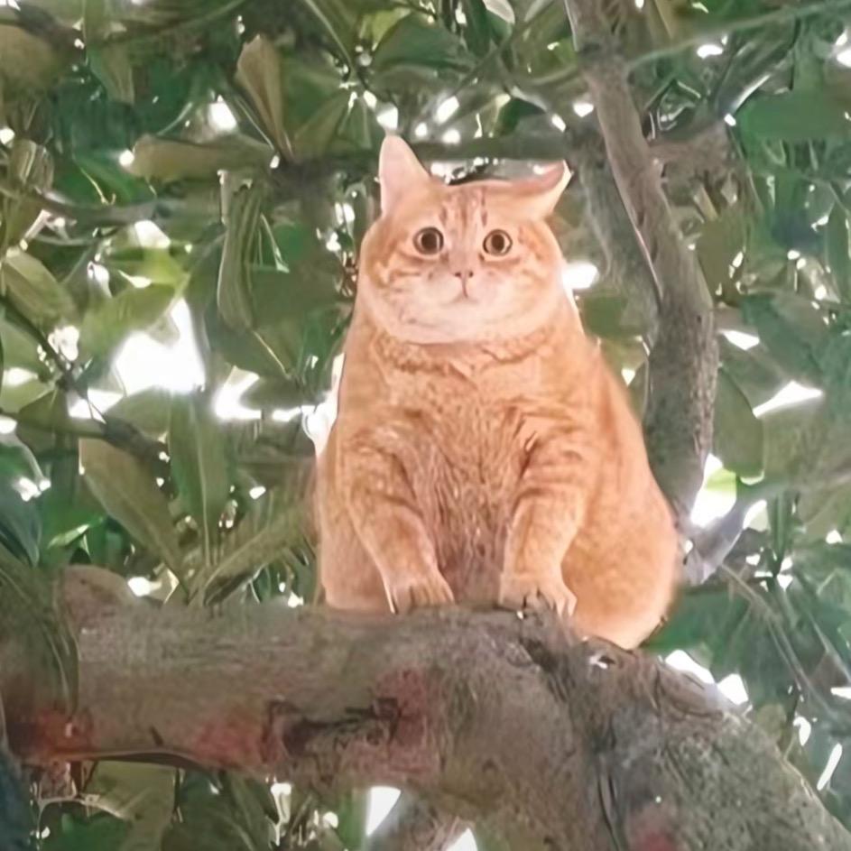 你是猪吗。