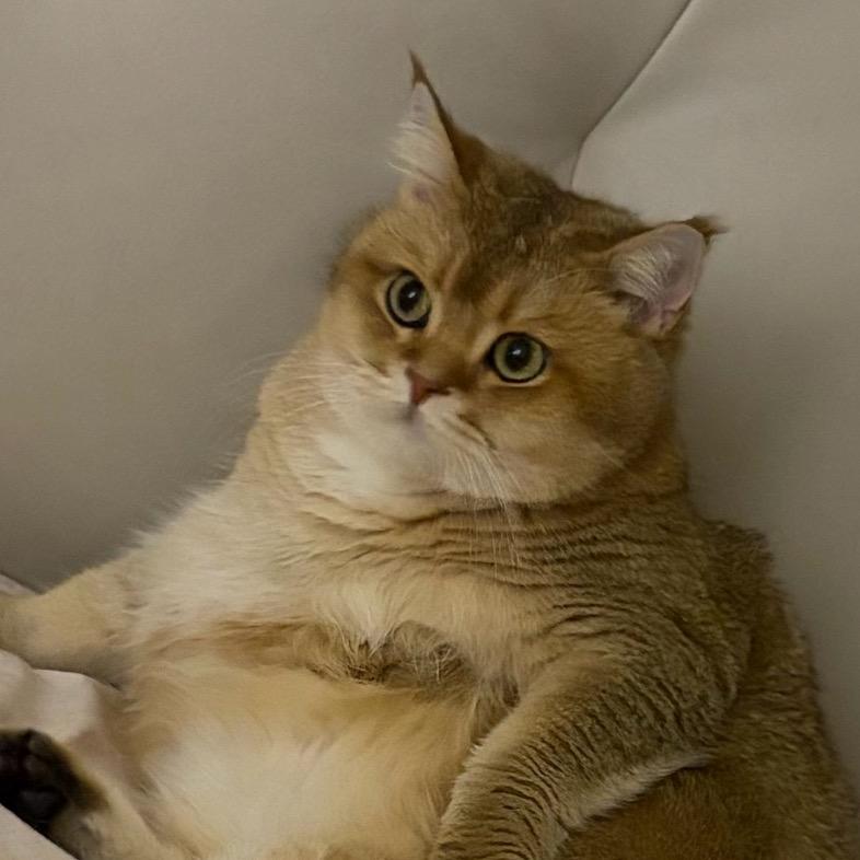 目标是没有蛀牙🦷