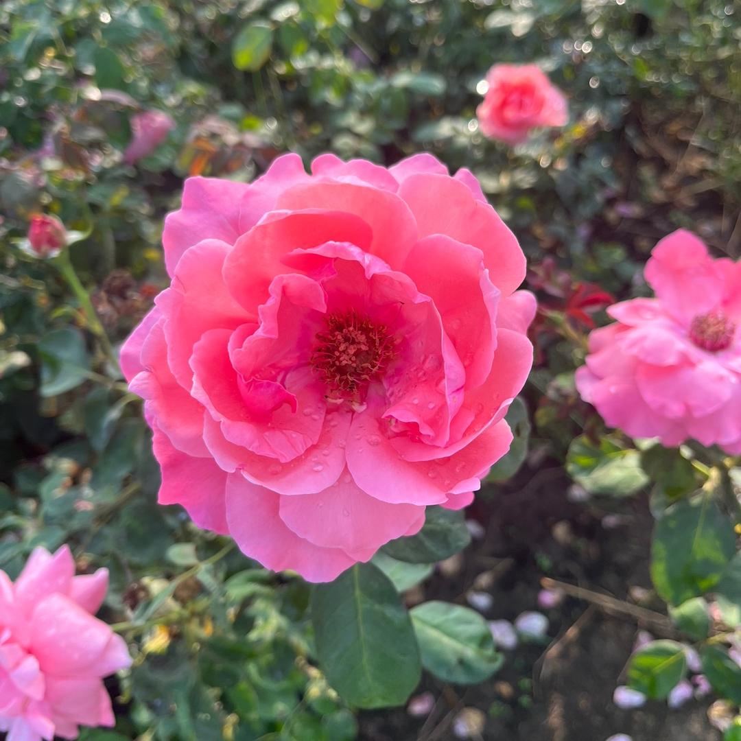 美好的花园