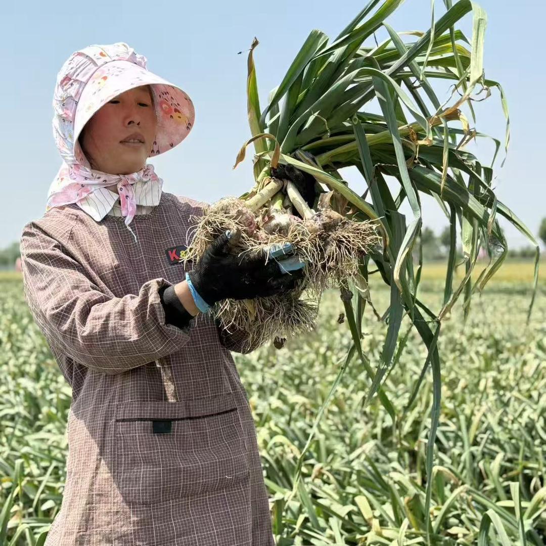 徐州塔山大蒜一姐(彭楼村部忠来农资)