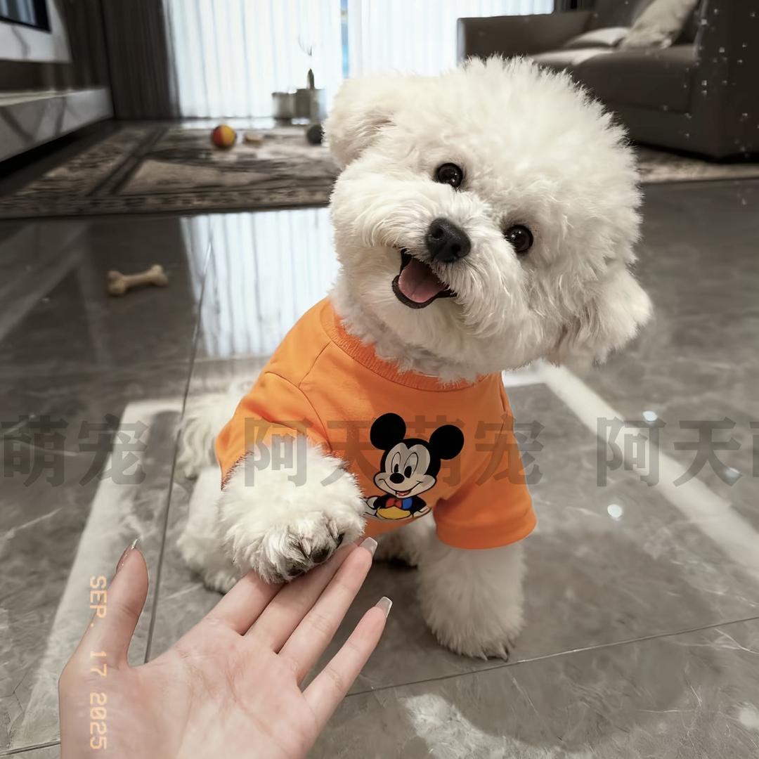 阿天萌宠-韩系比熊