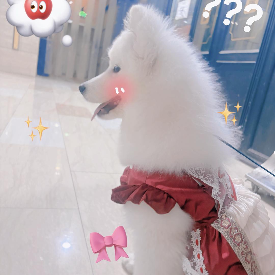 昔不吃喜的罐头