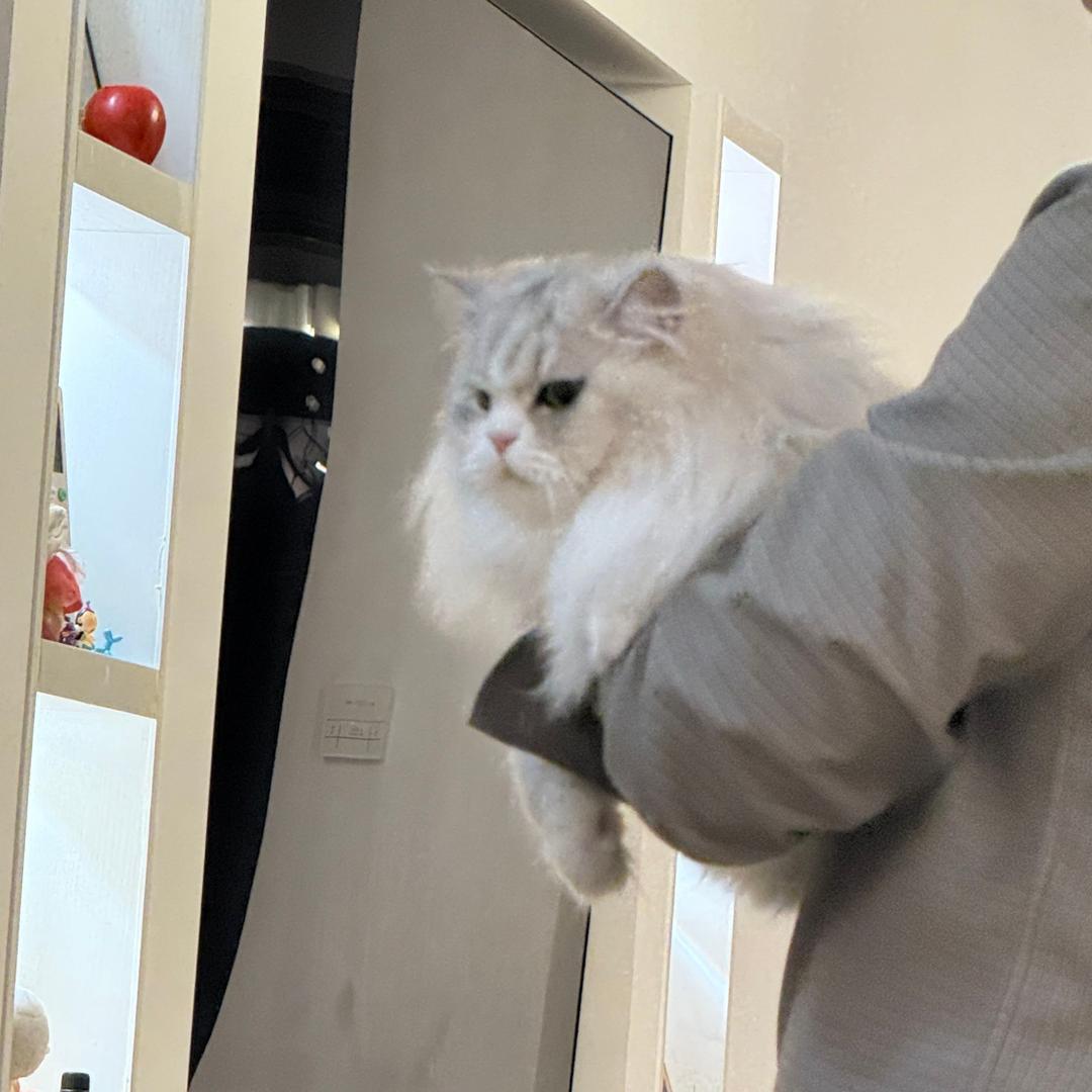 猫饼～