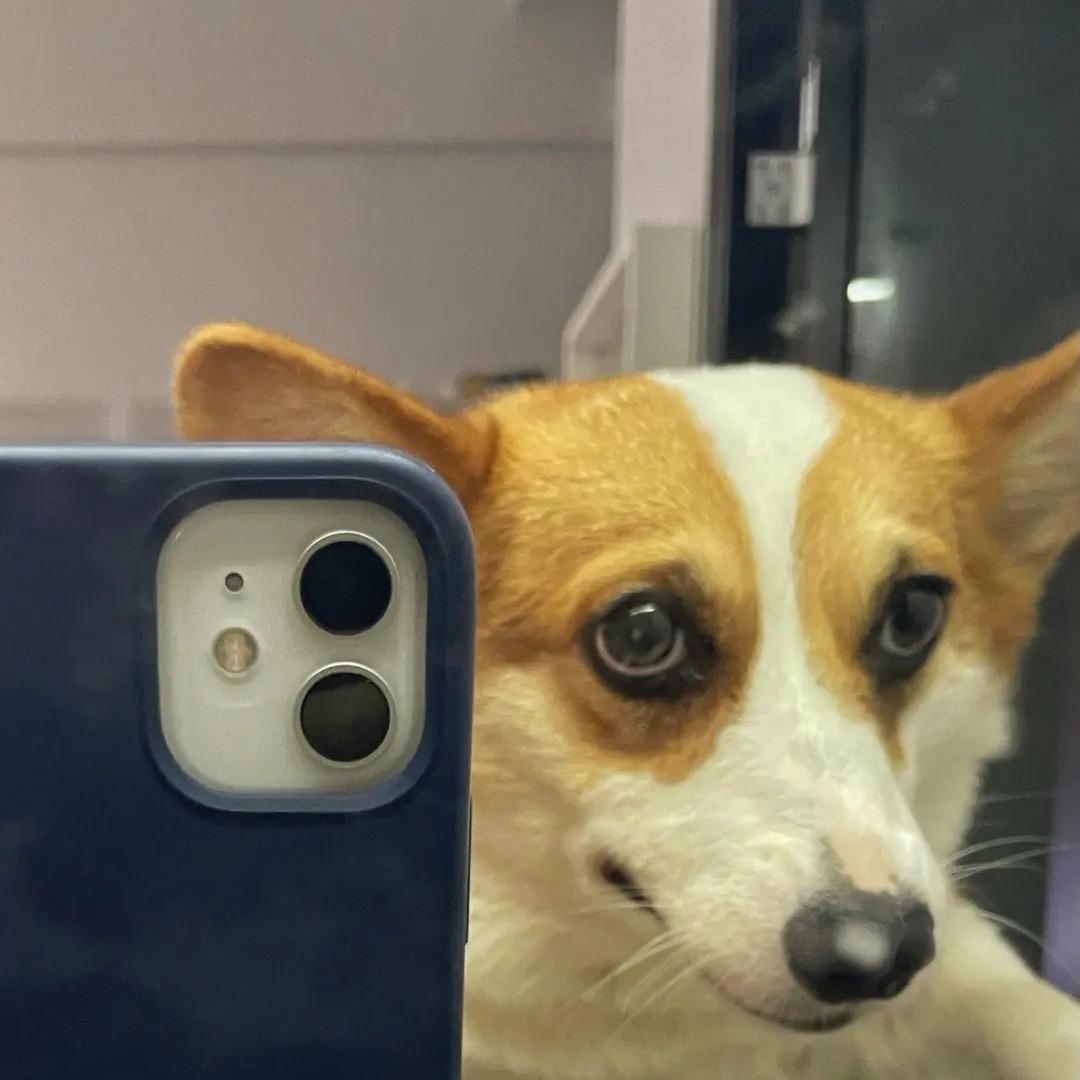 兜兜评