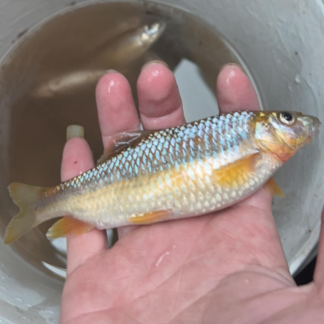 溪流钓爱好者（汉）