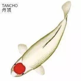 梦嘉水产宠物臻选阁