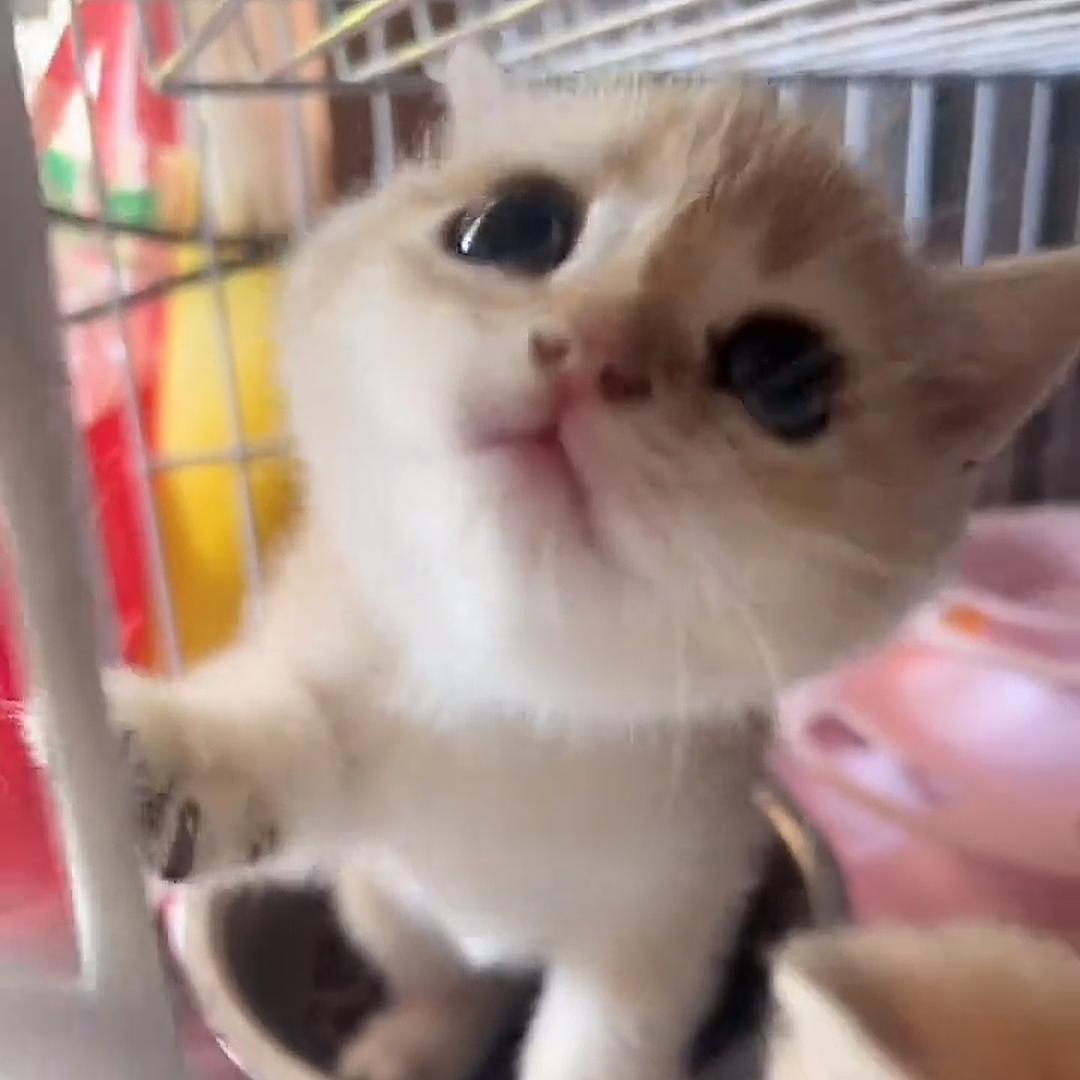 （售）包头金渐层小窝家养版