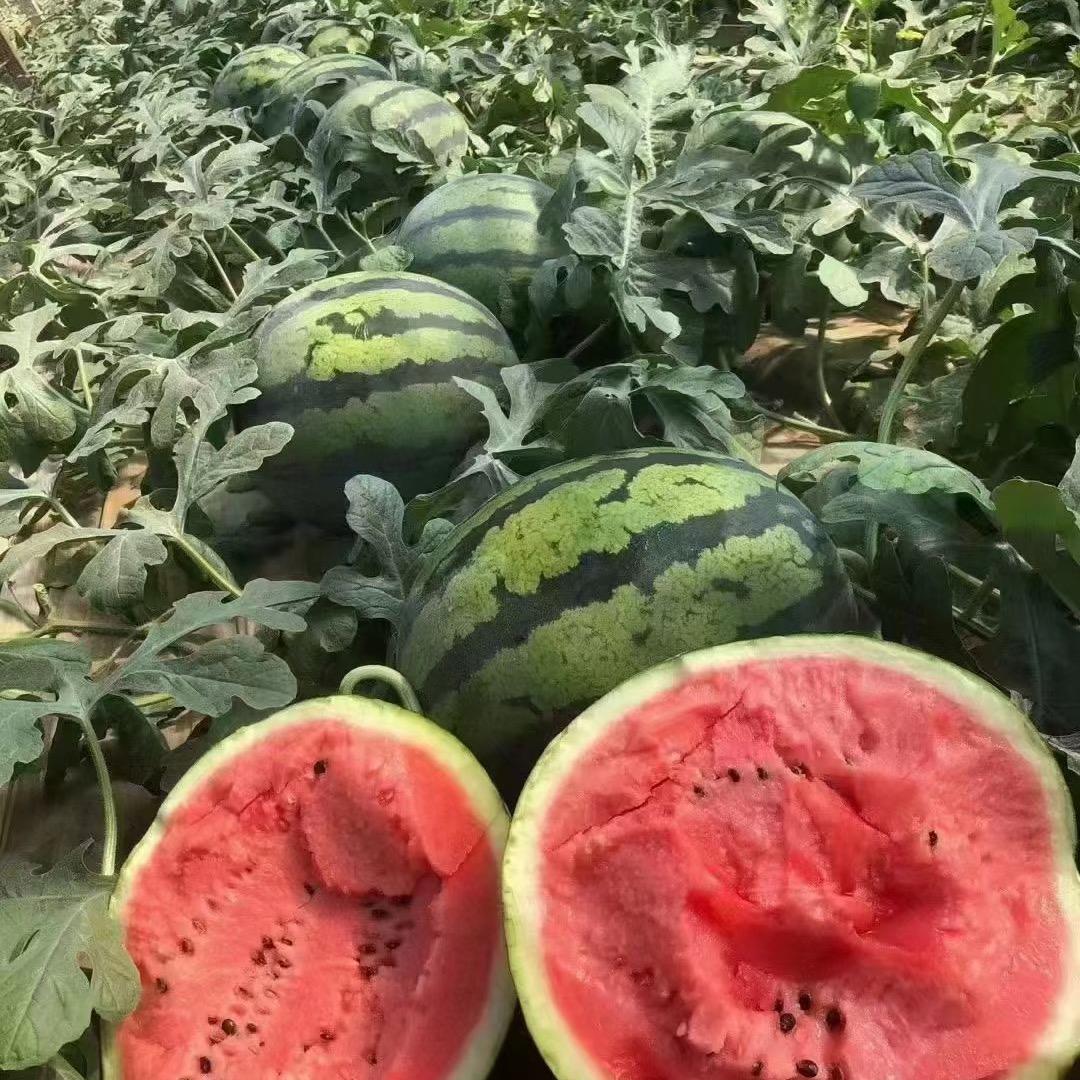 老杨西瓜，代卖代发