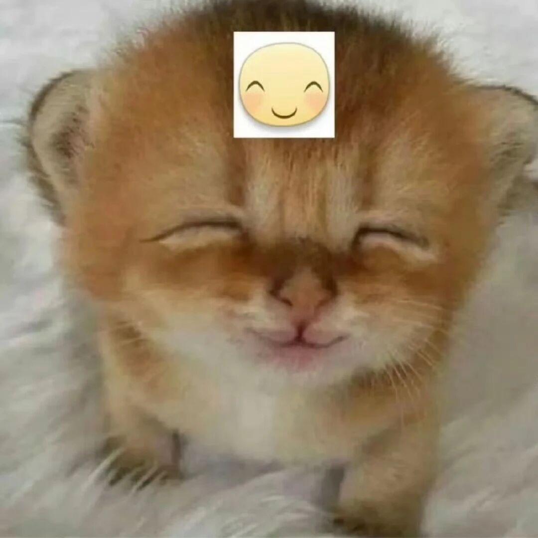 鱼和熊掌我都会有