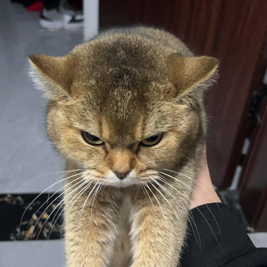 苹果数码id科技