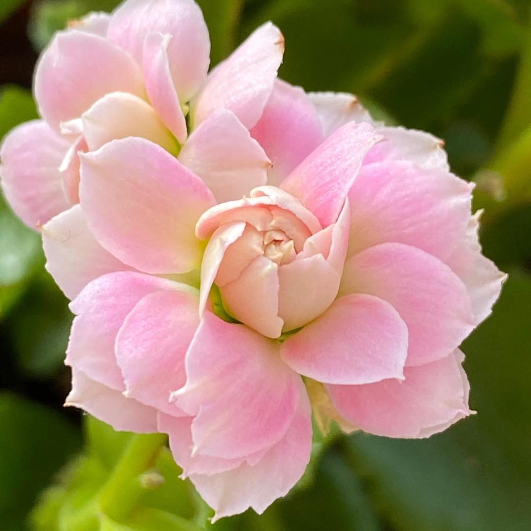 老赵家的花卉基地