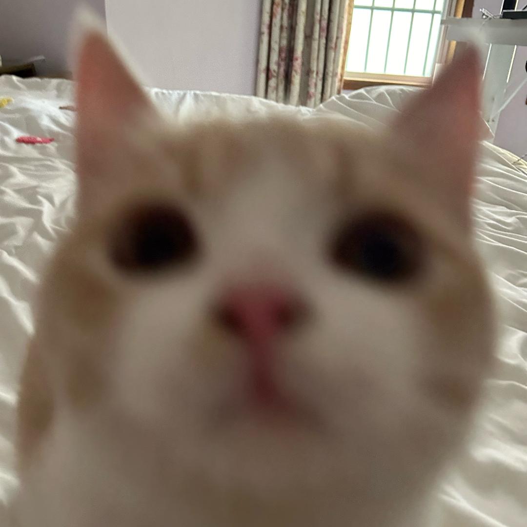 别打了我是土豆