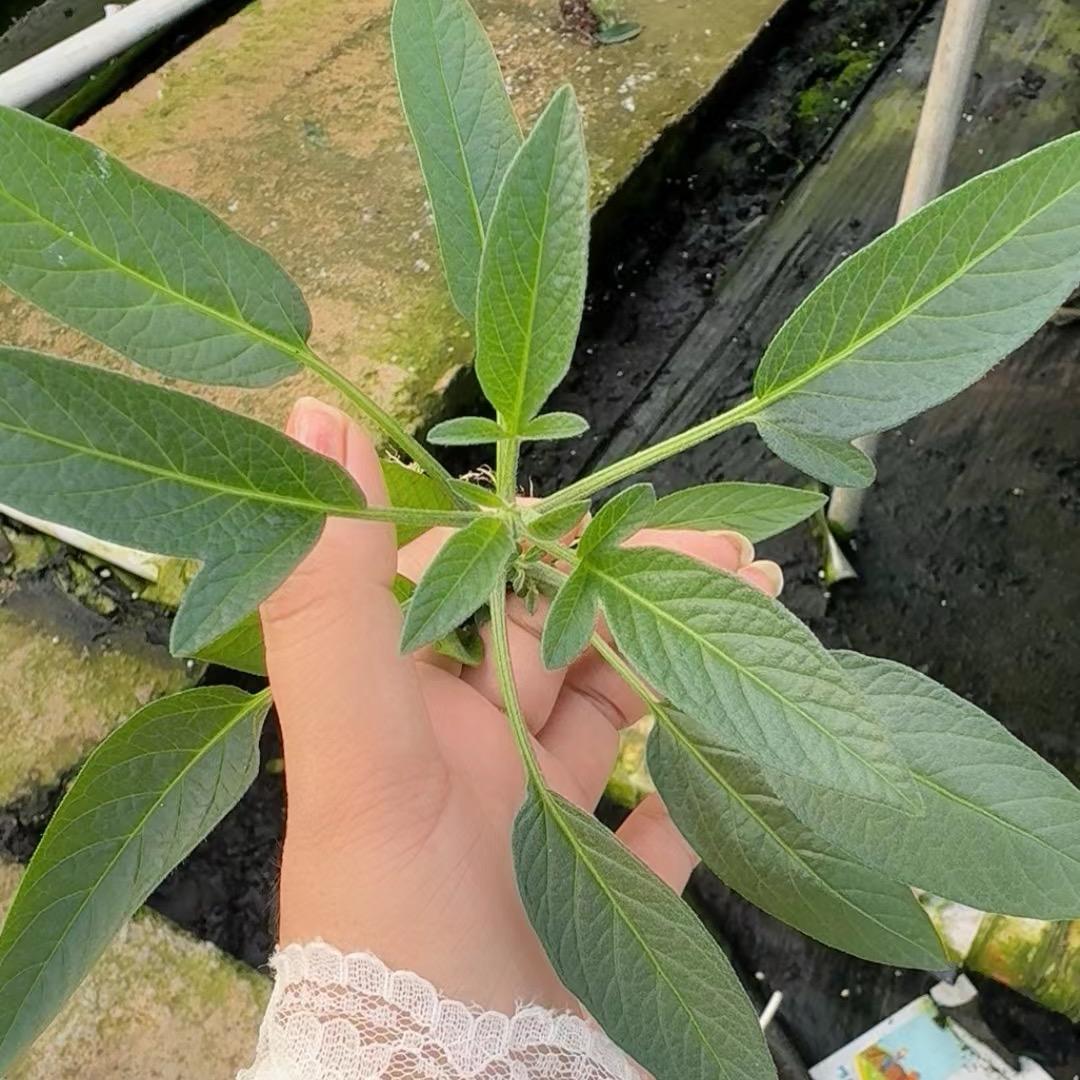 缪雪人参果技术服务中心