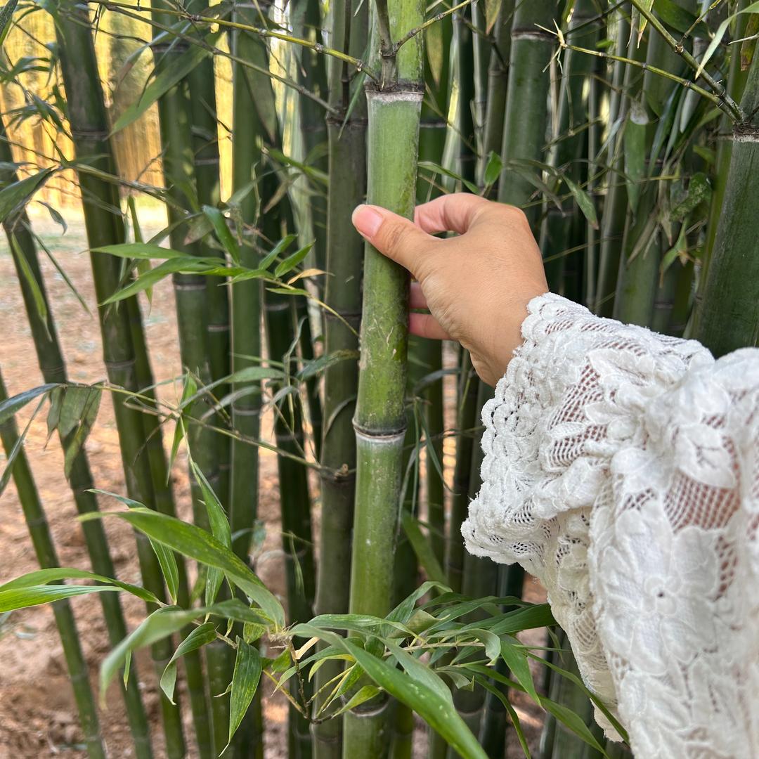 沐晨竹苗