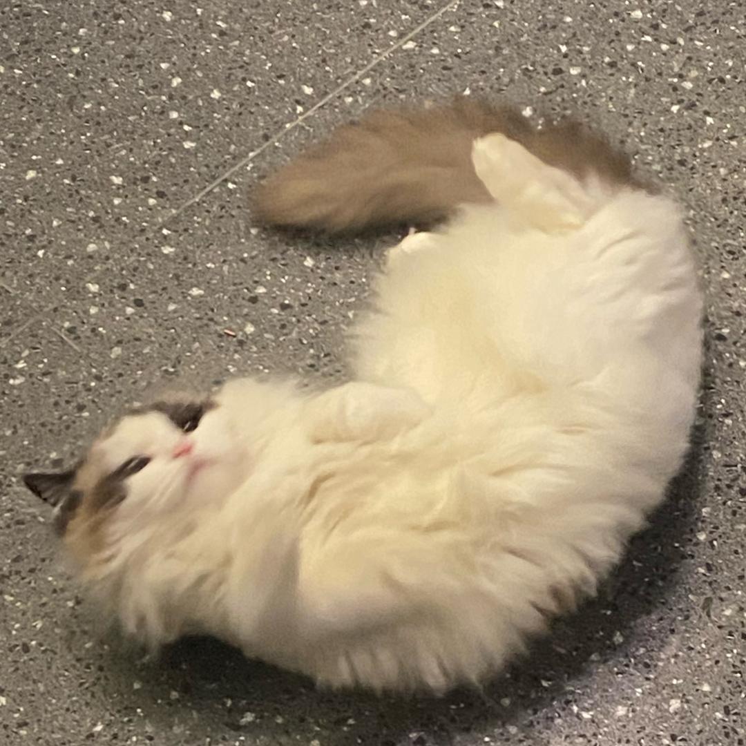 肉圆 （发财版）