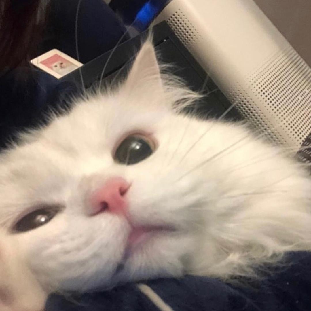 ฅ