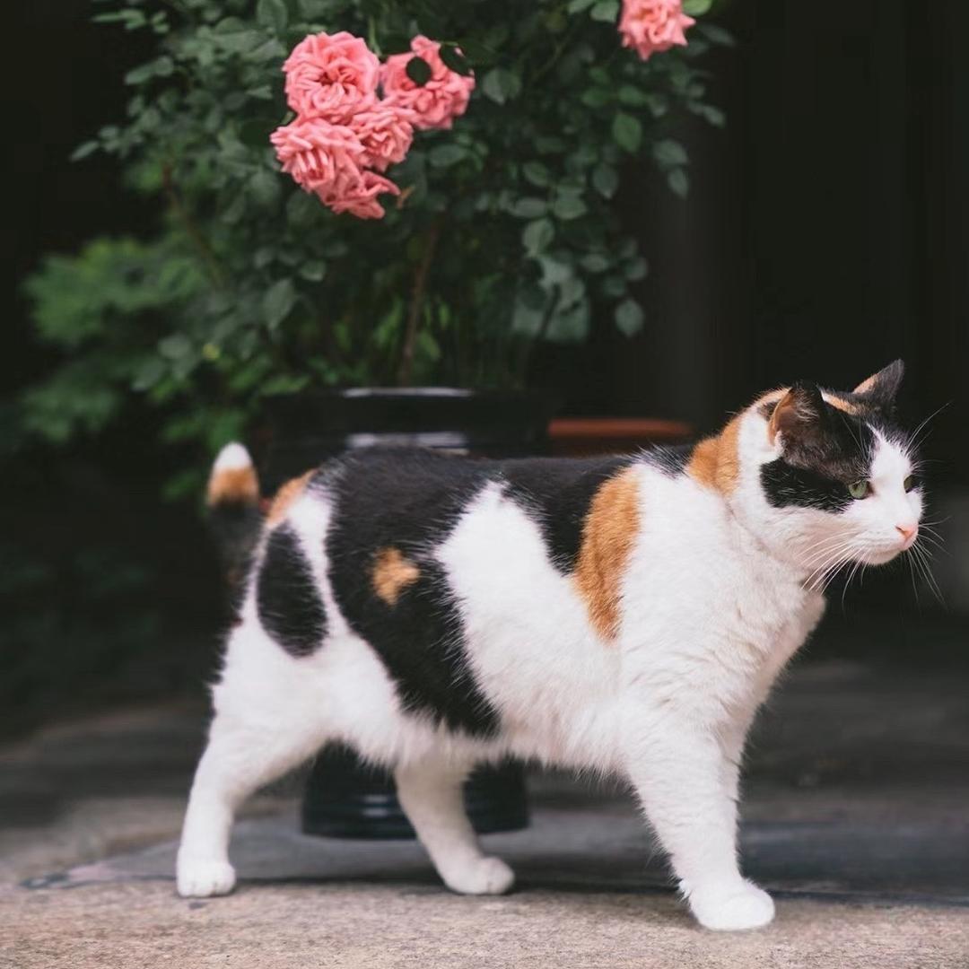 愛次榴蓮滴貓貓