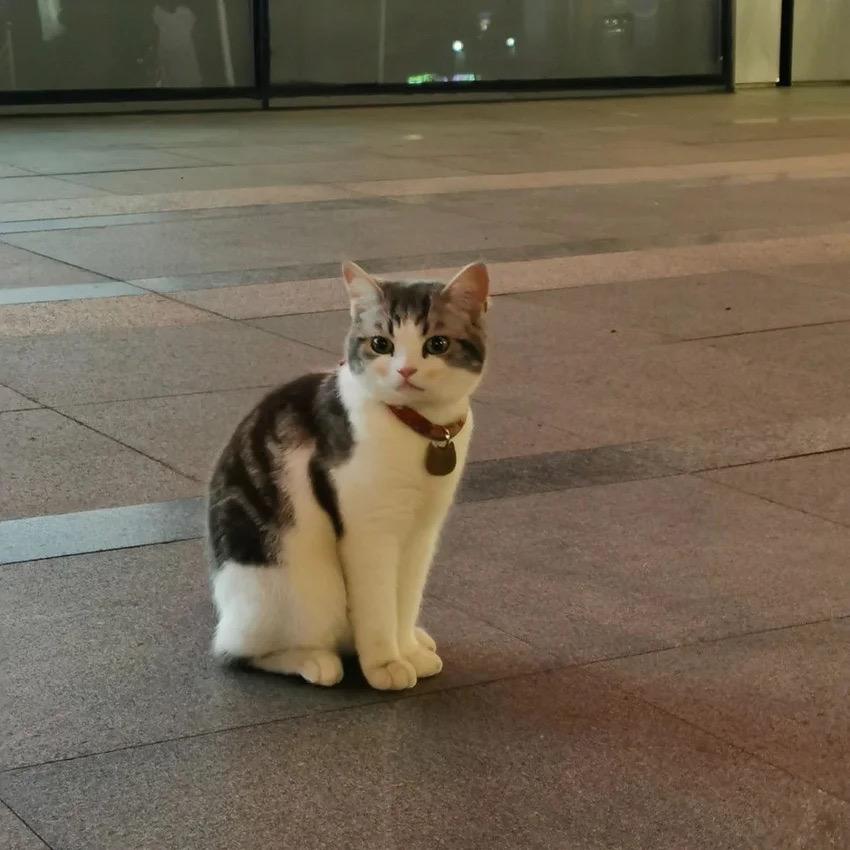 大腿