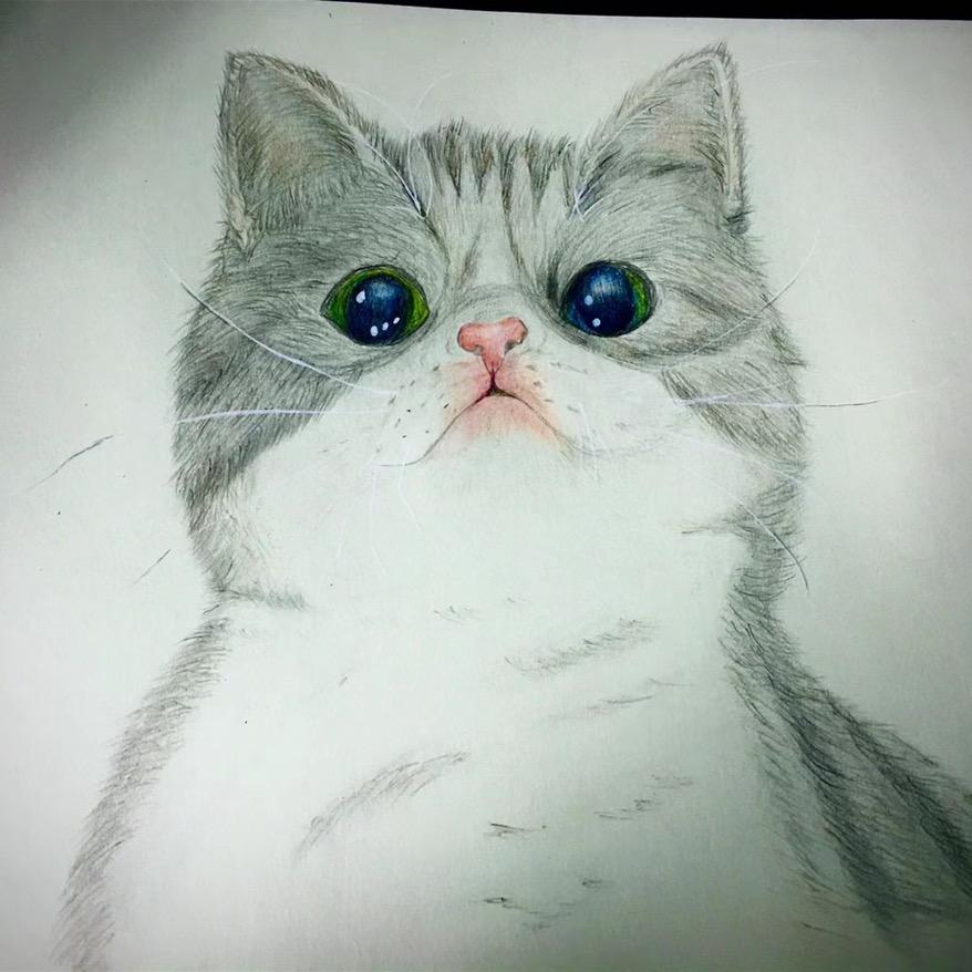 热带猫