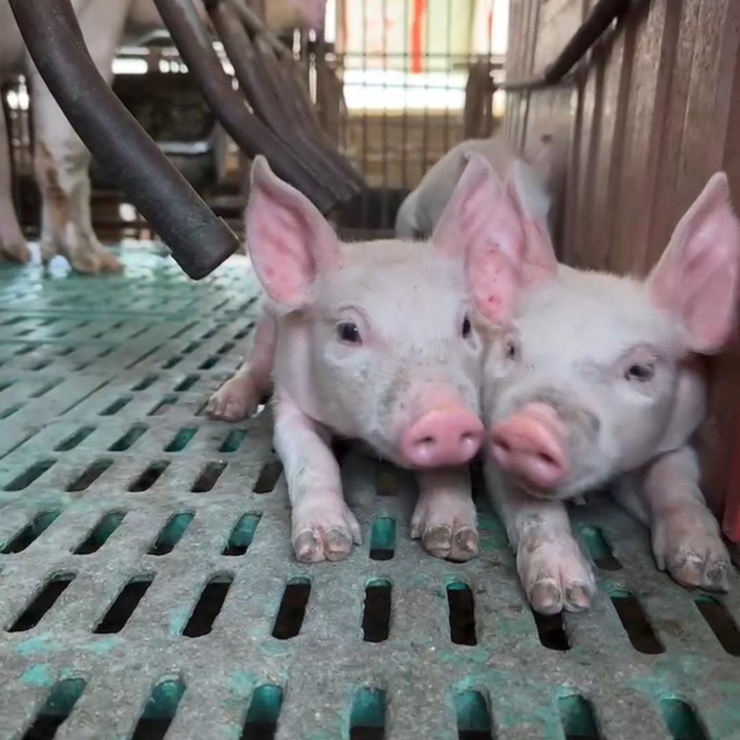 增光康畅🐷