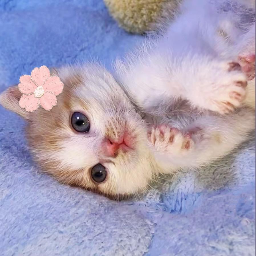 旺仔小馒头🐶 🐱💫