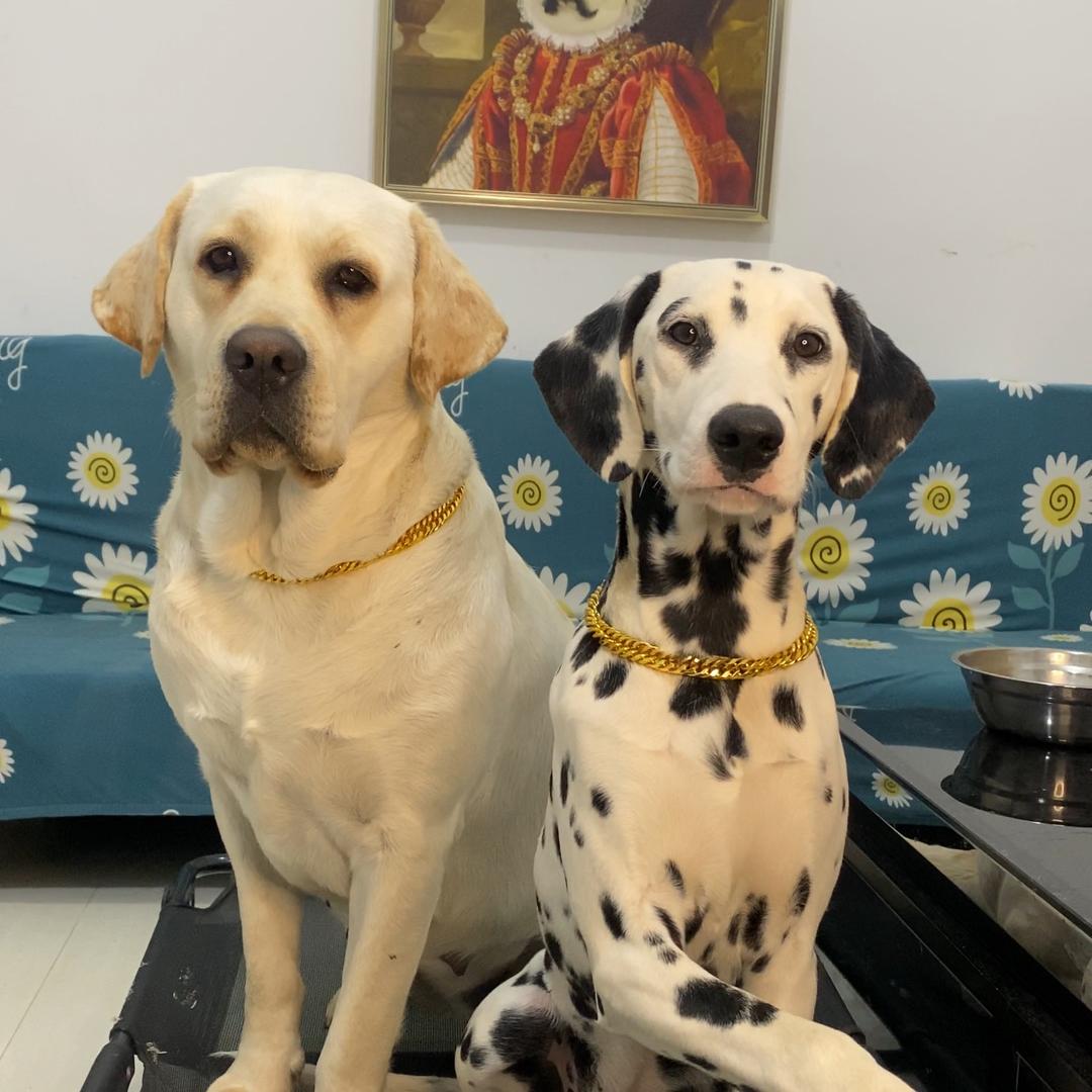 七公主和斑妹妹