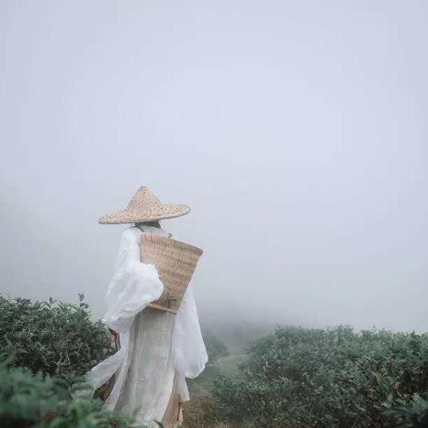 云泥茶叶