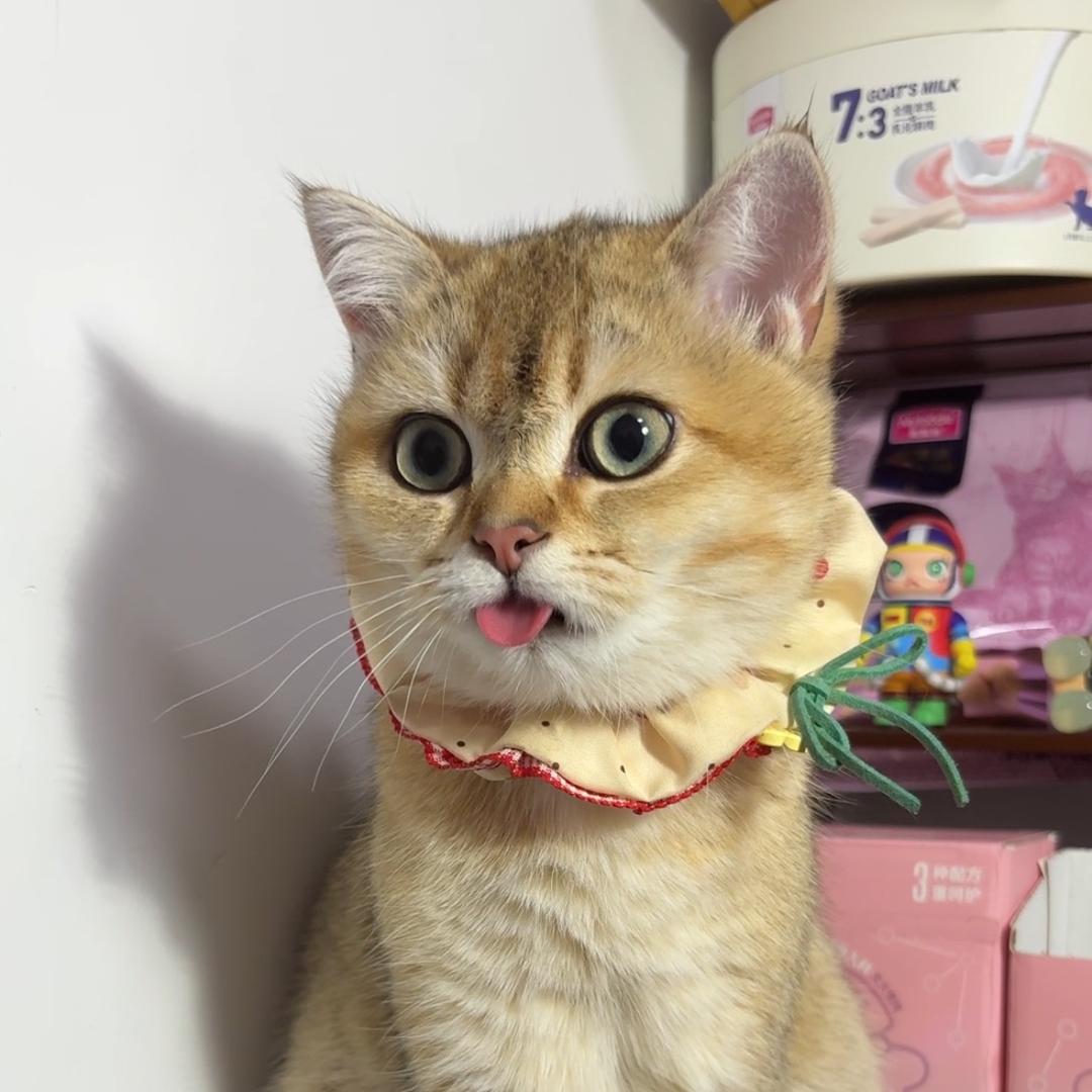 呆总狗妹
