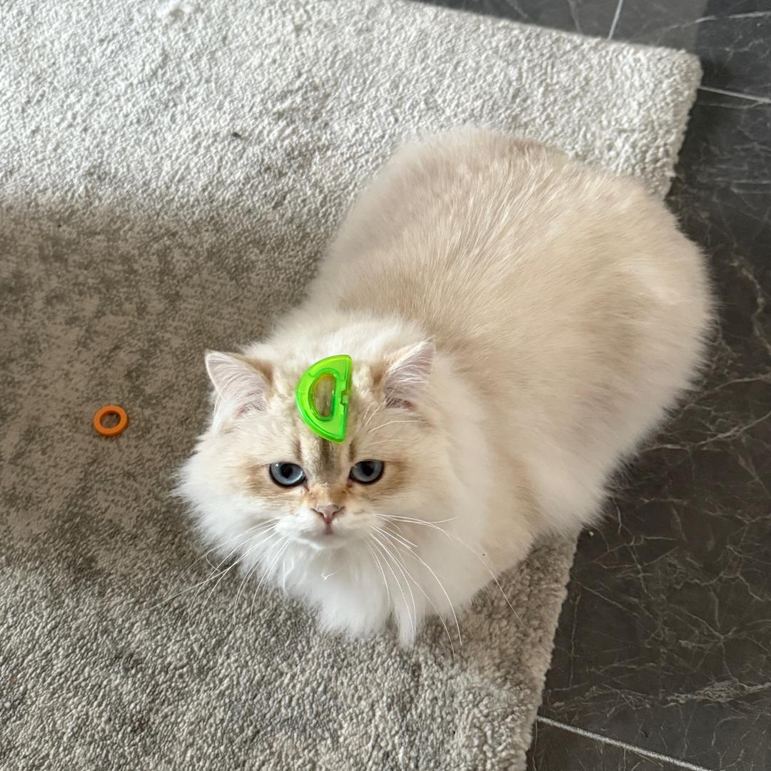 冴牙牙