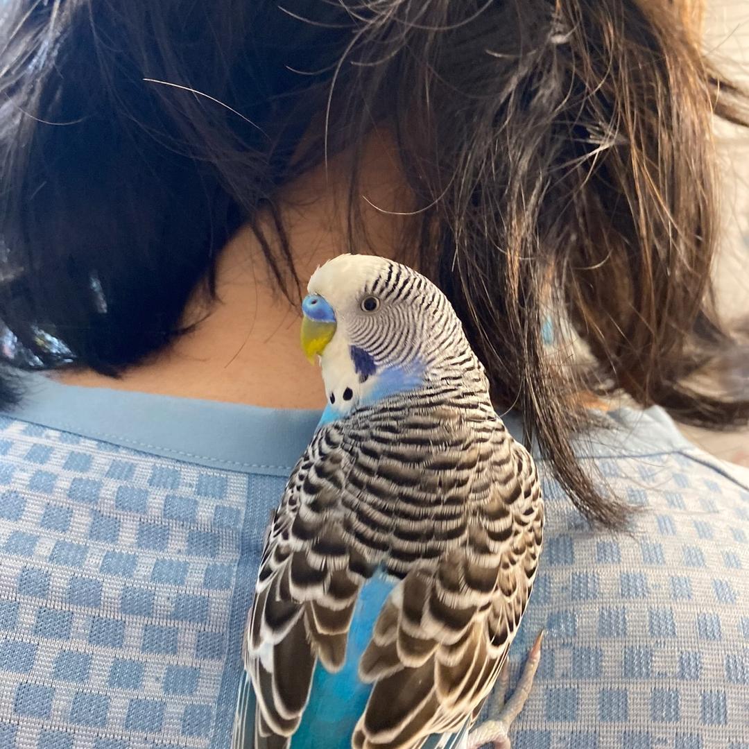 逗鸟遛狗撸面包