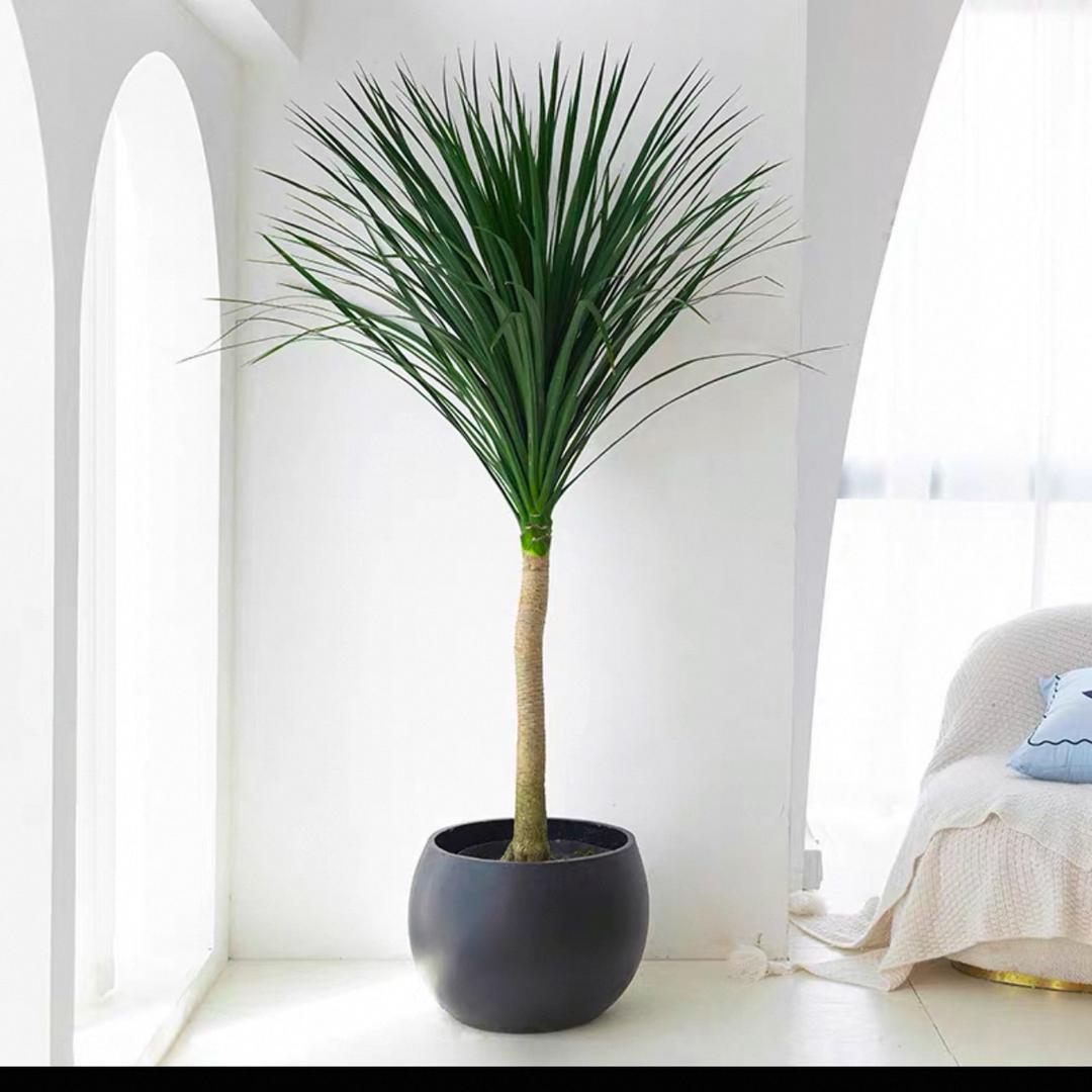 青野园艺绿植呀