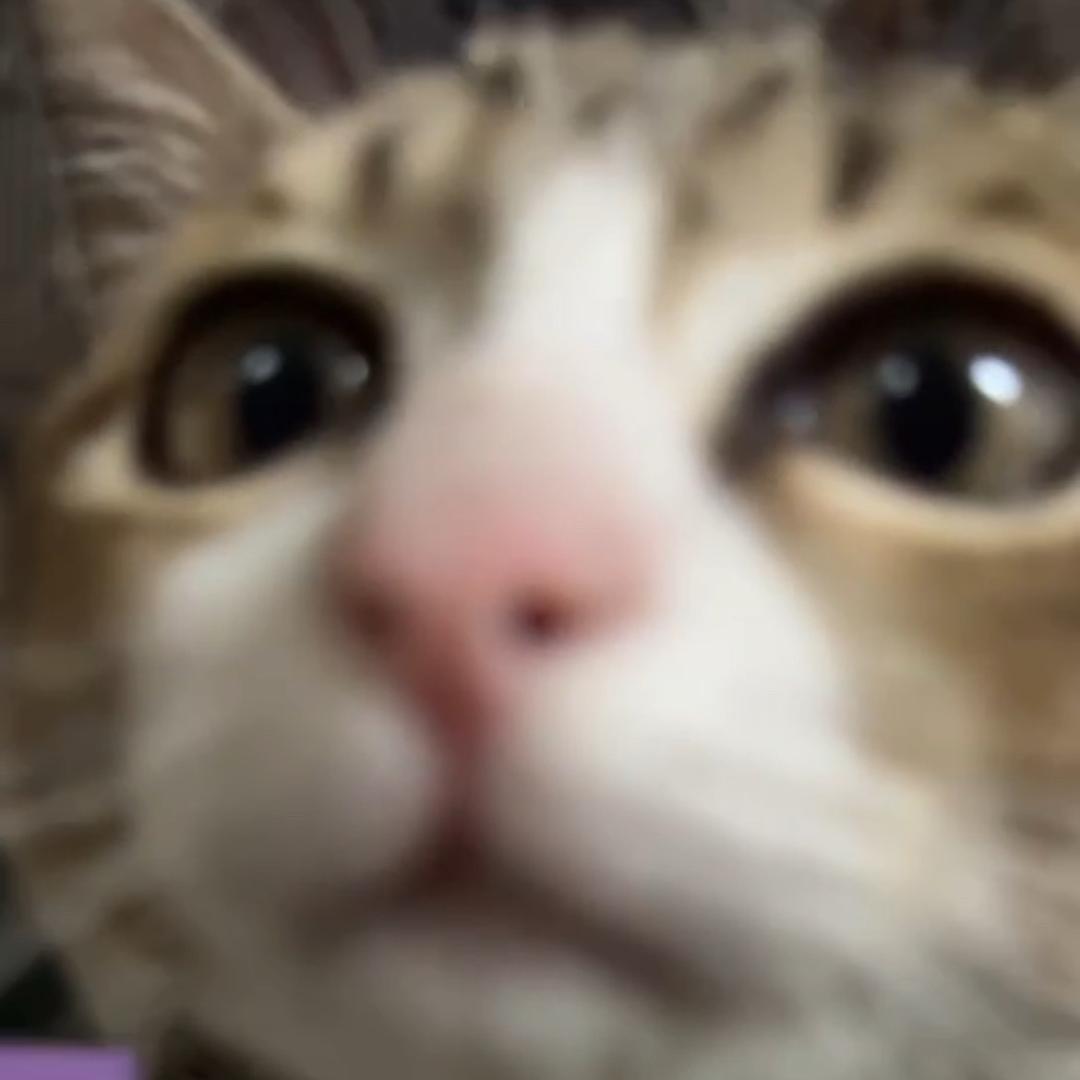 我要吃猫条