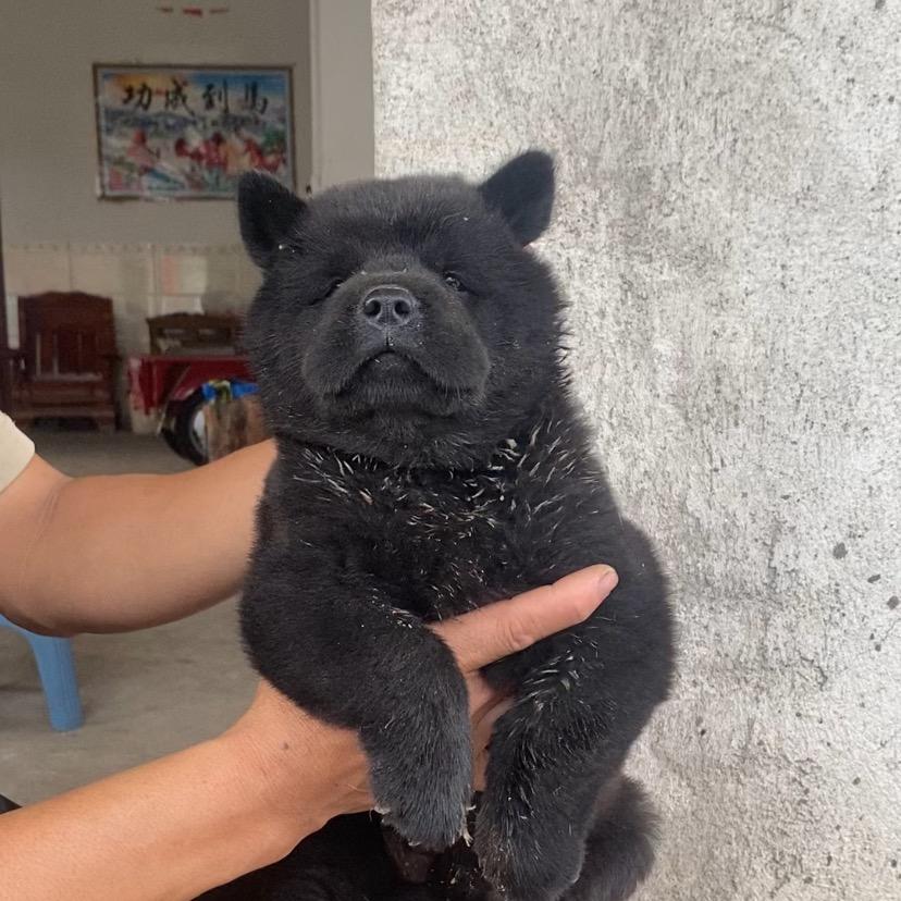梁细（五黑犬）