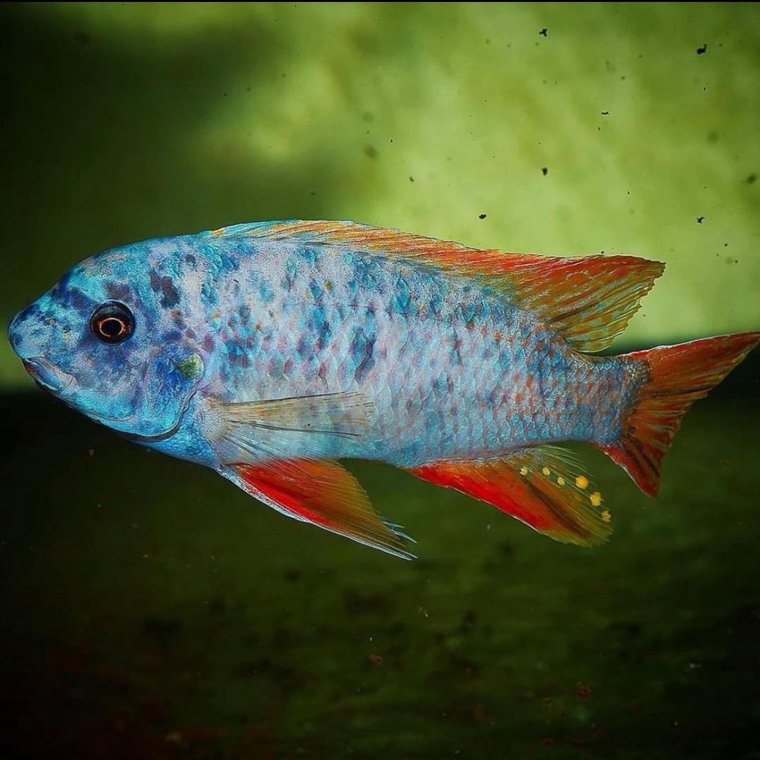 赖掌柜三湖