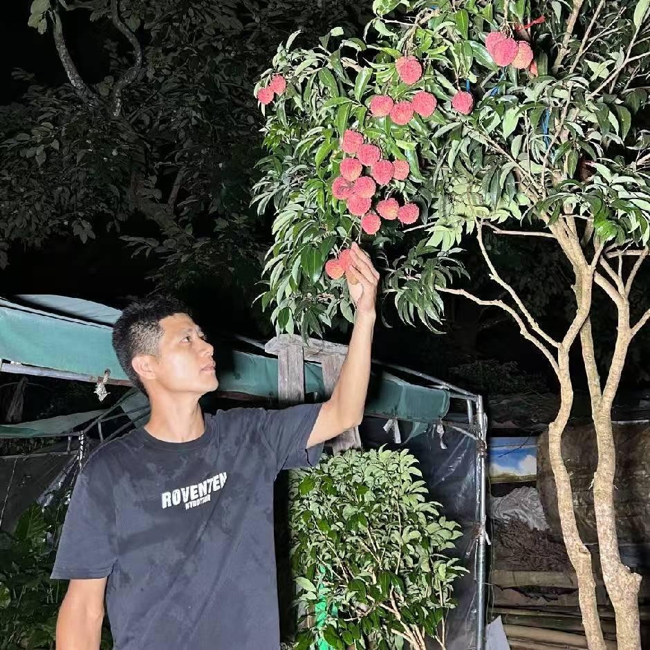 A晟荔果苗木专卖店