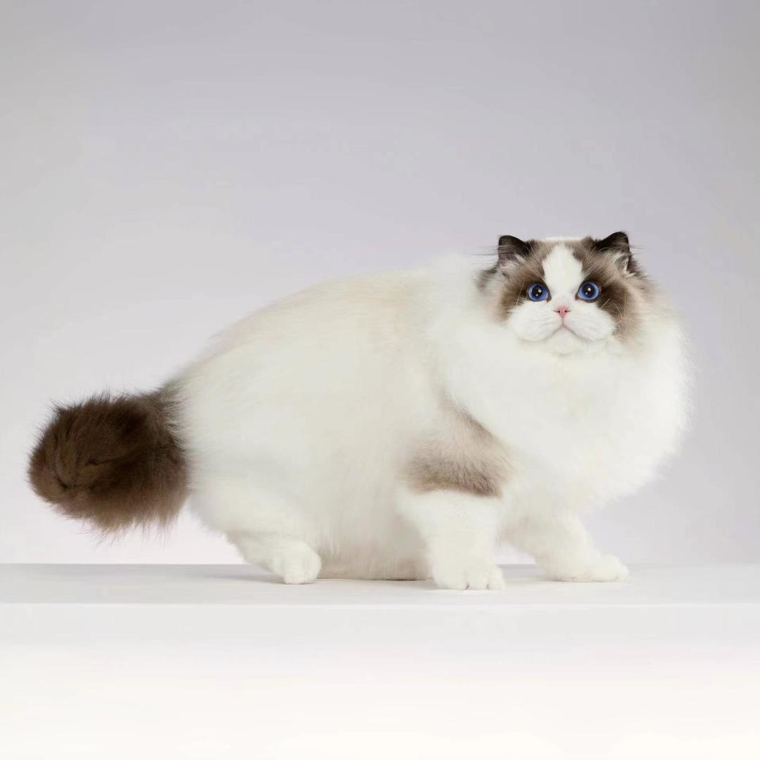 Linka新脸版布偶猫舍