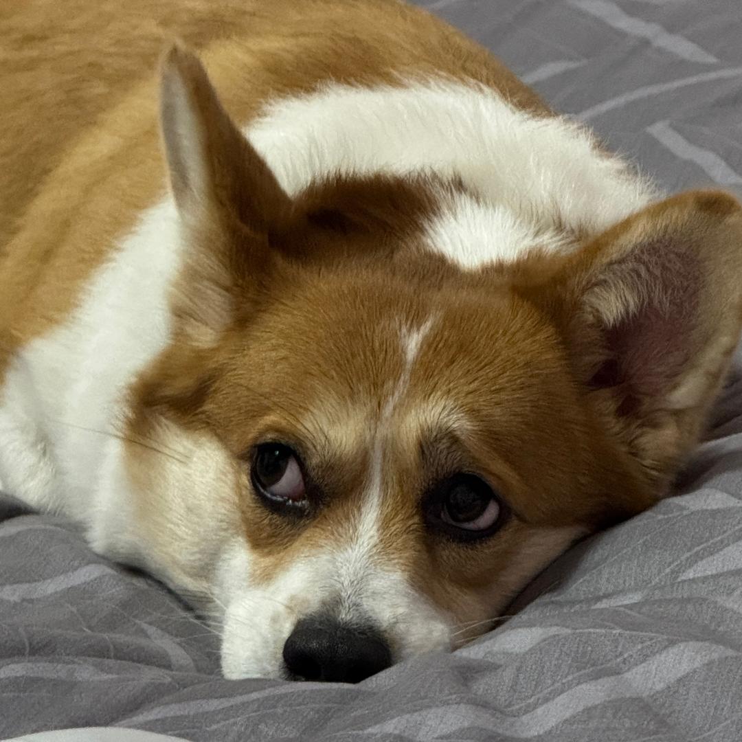 煎饼狗子🐶