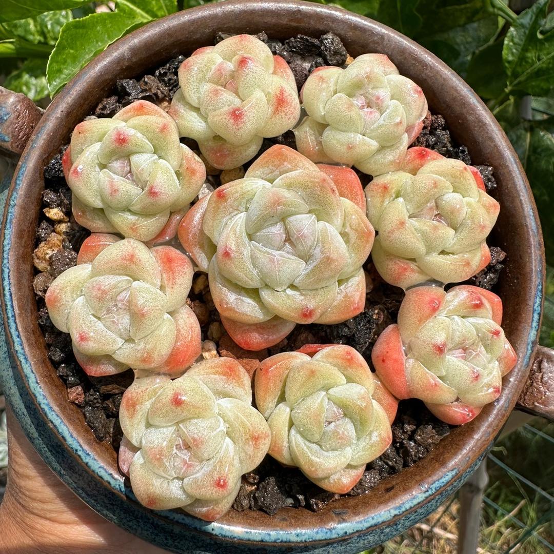 程成多肉