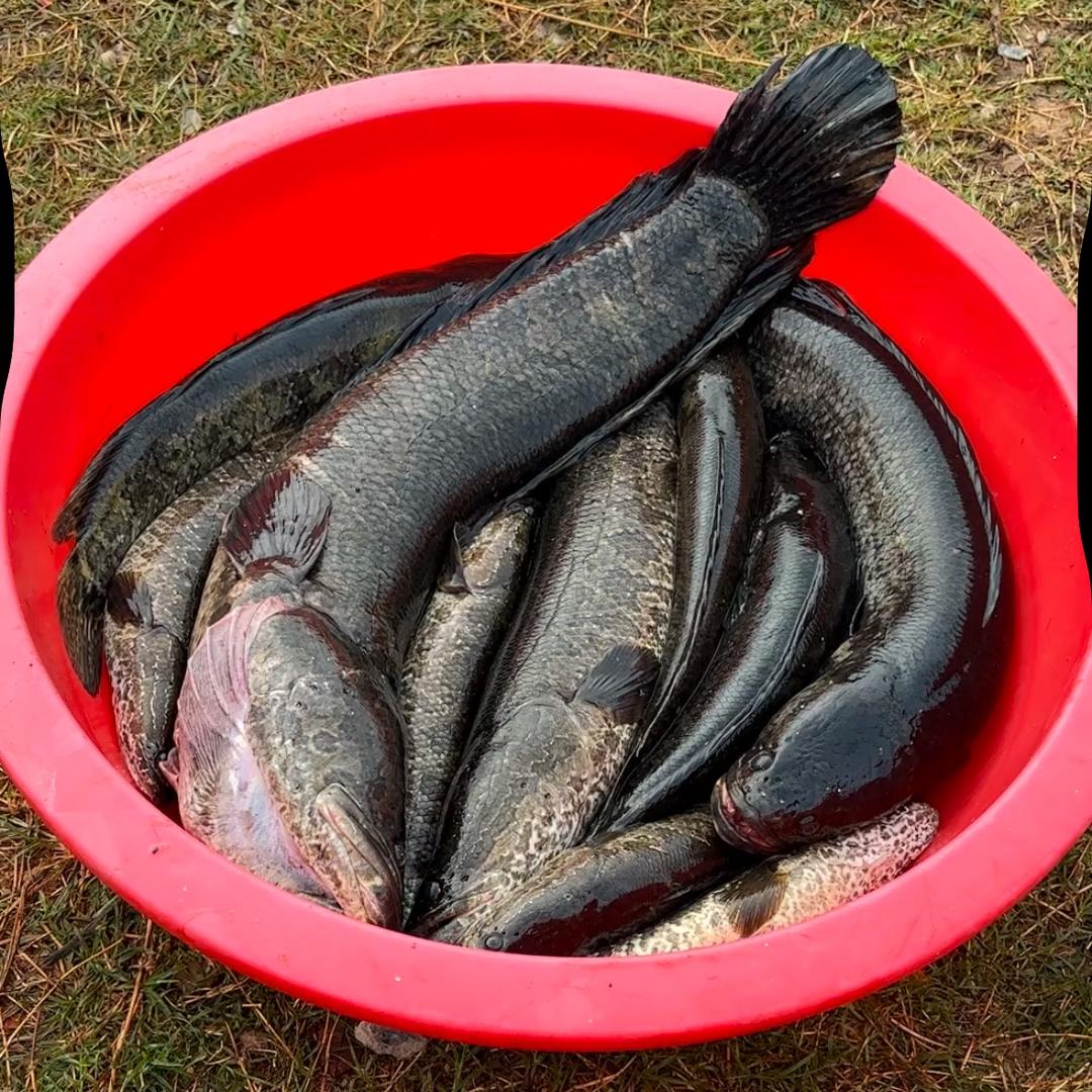 专业收够出售野生鱼