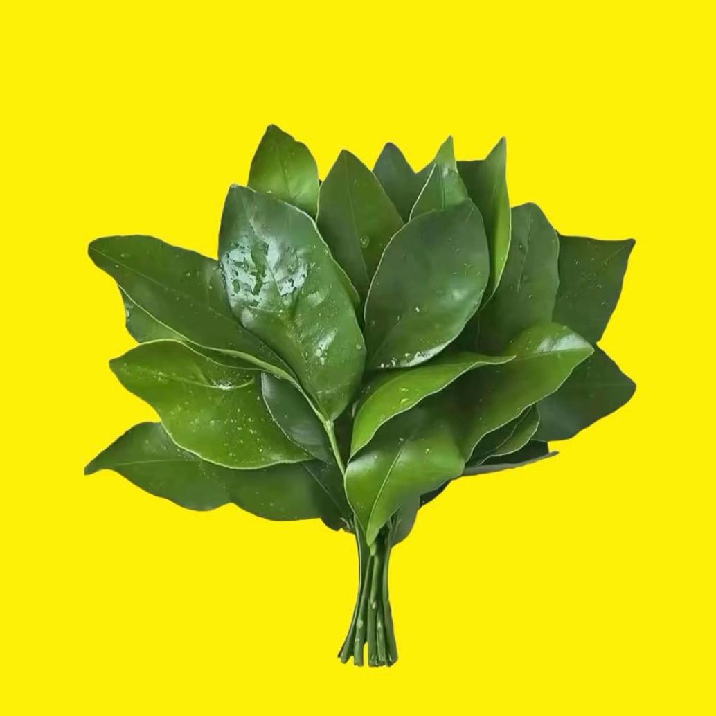 植物 乐园