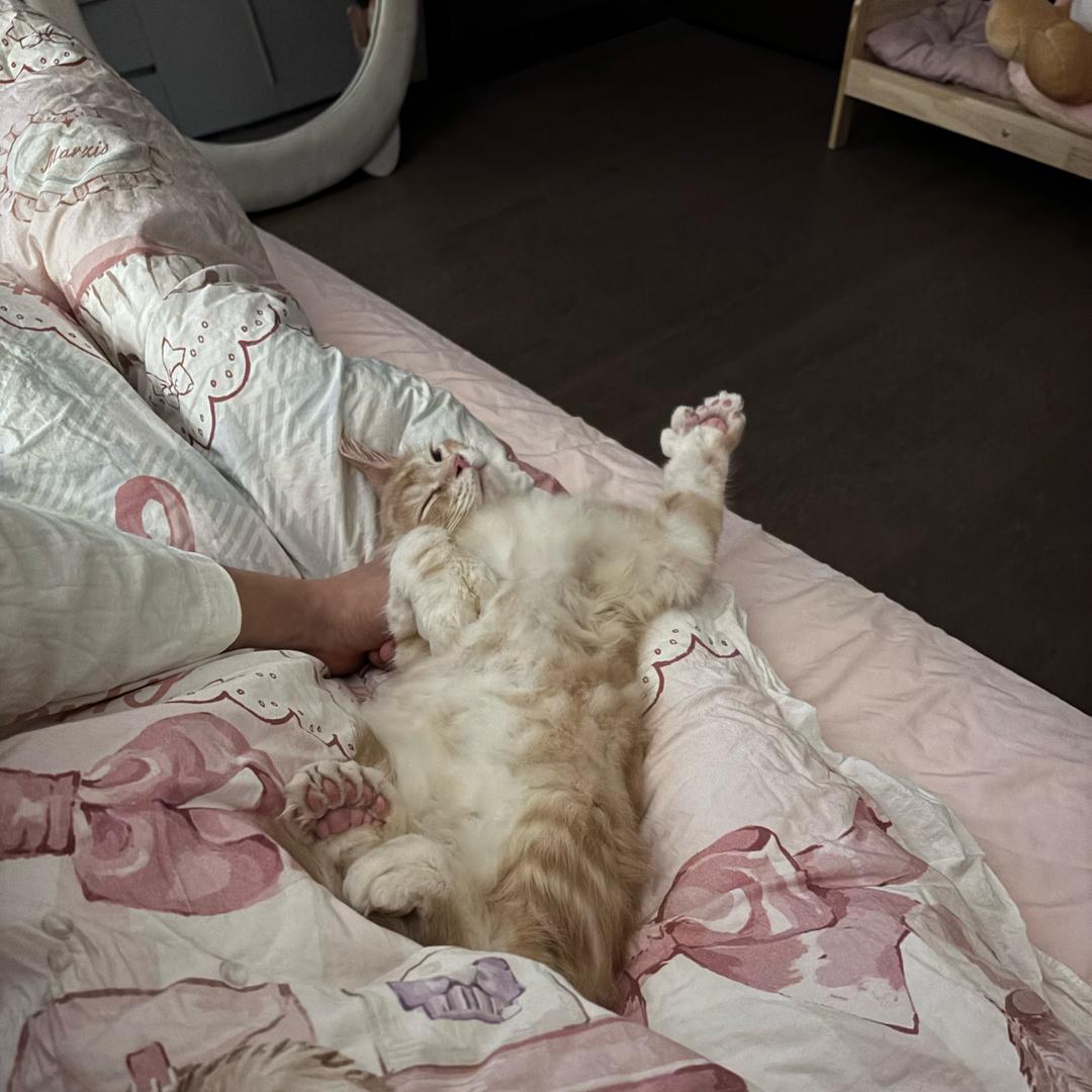 小小酱