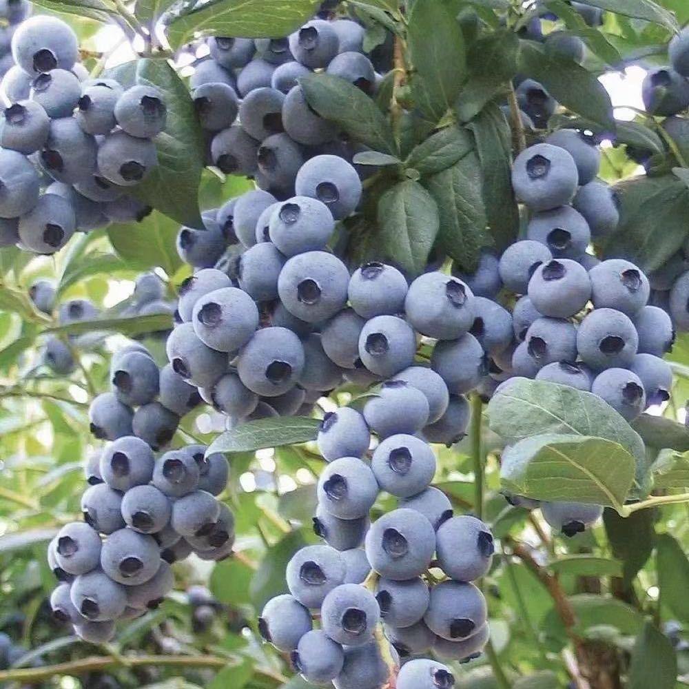 种蓝莓的村干部