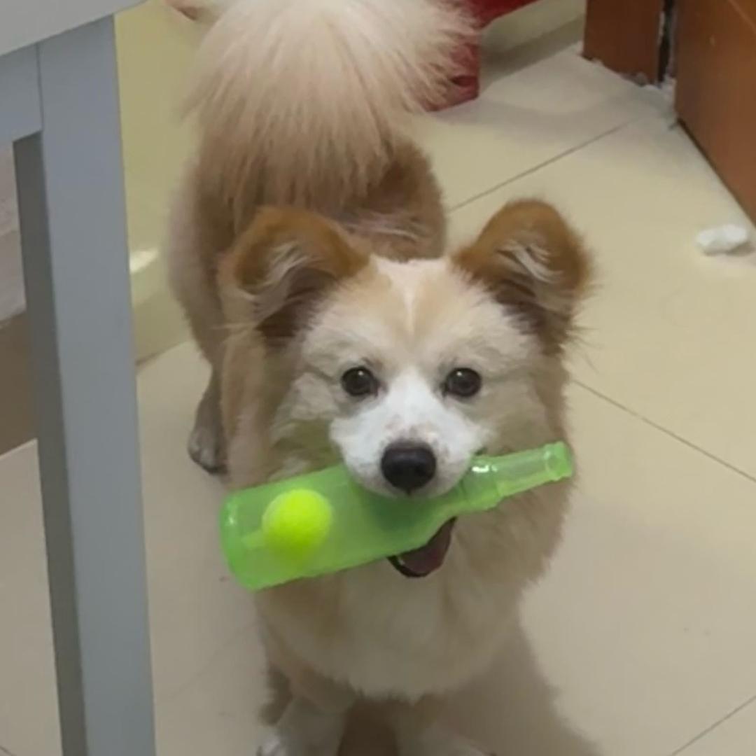 土豆成精啦