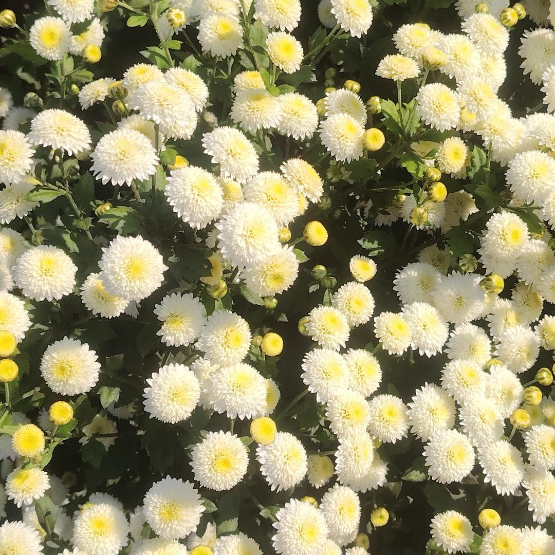 小甘菊种植家庭农场