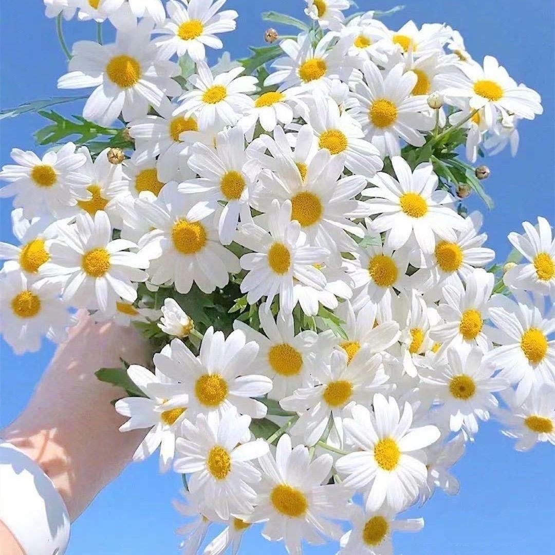 开花的树🌹