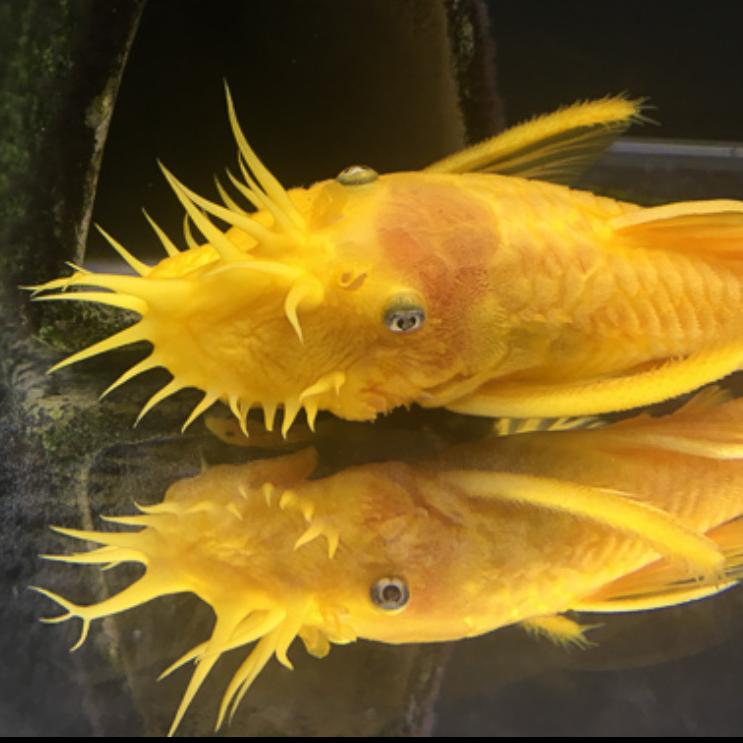穆之鱼水宠