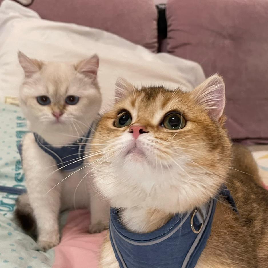 怡诺的猫