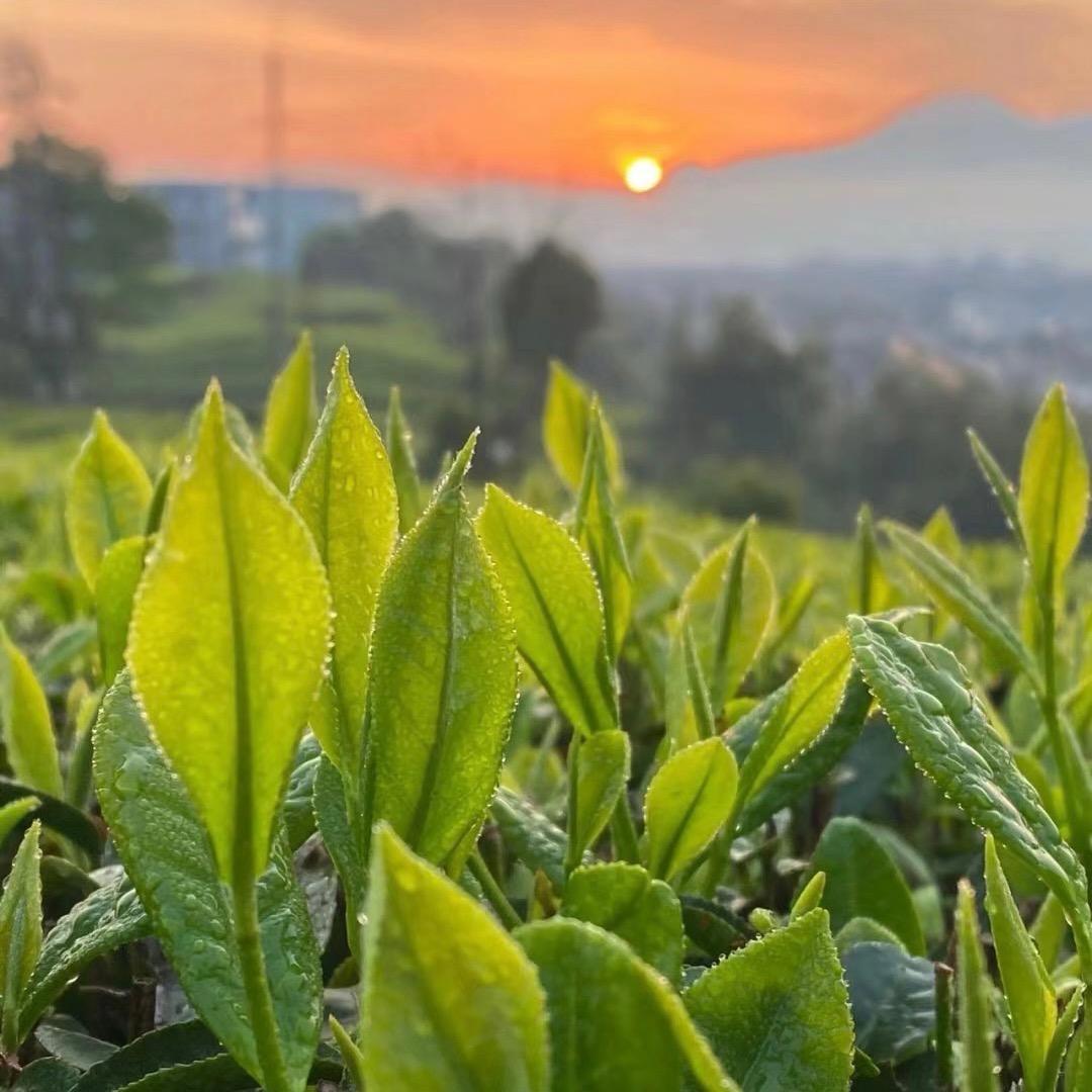 沐雨雾茶